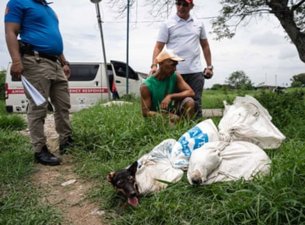 Thailand's Rescue Network Saves Millions of Street Animals - Image 3
