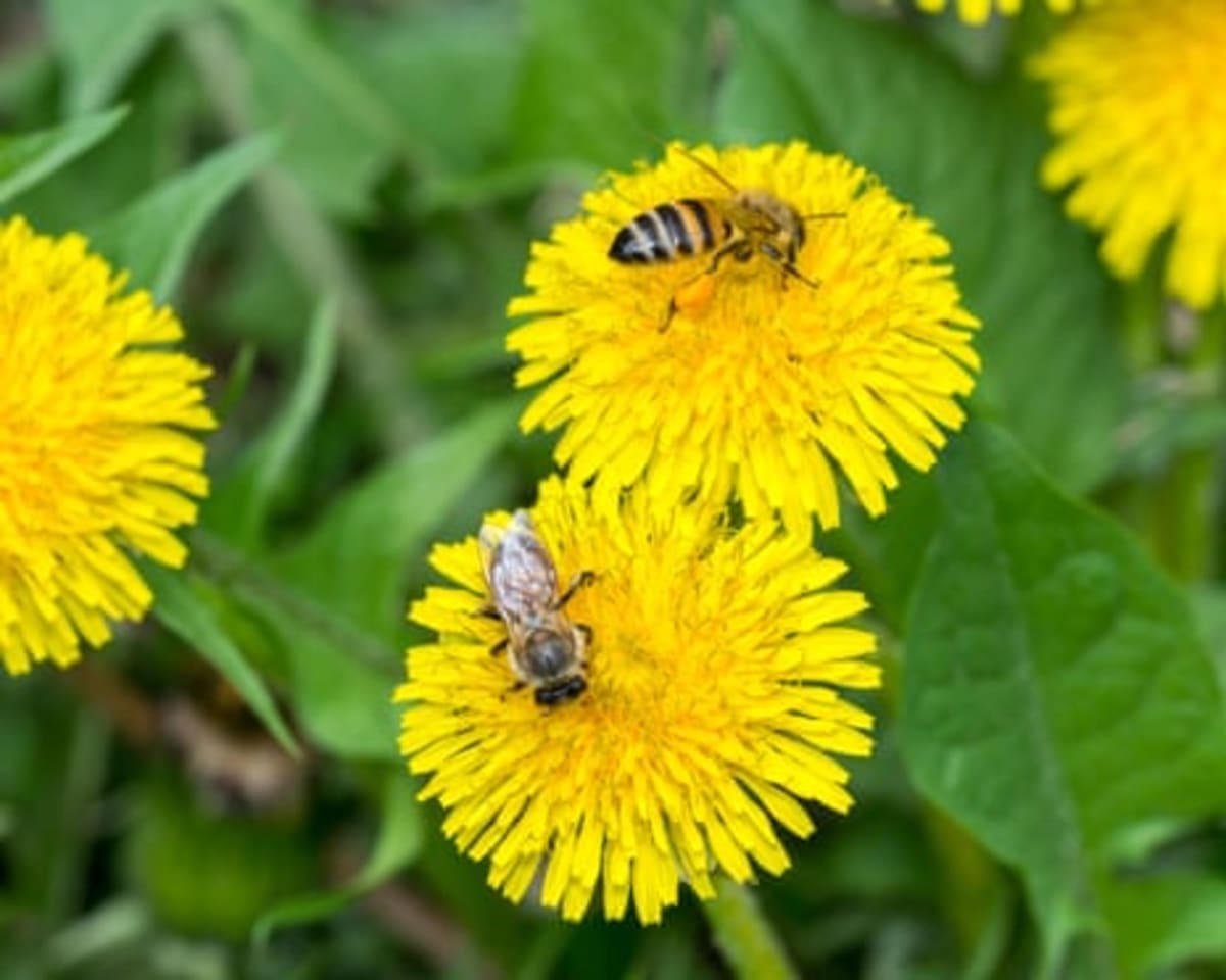 Bees Make Perfect Baby Food From Mixed Pollen Sources - Image 3
