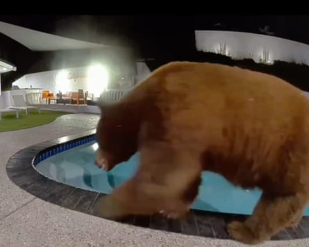 LA Neighbors Learn to Share Backyards With Wild Bears - Image 4