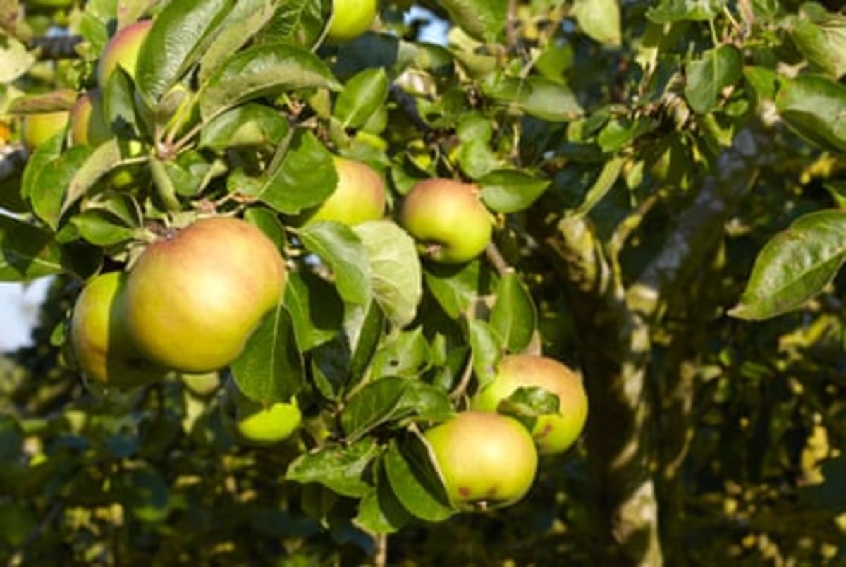 220-Year-Old Apple Tree That Fed Millions Needs Saving - Image 5
