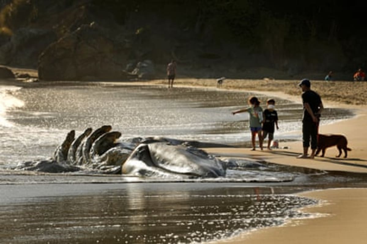San Francisco Uses AI to Save Whales from Ship Collisions - Image 3