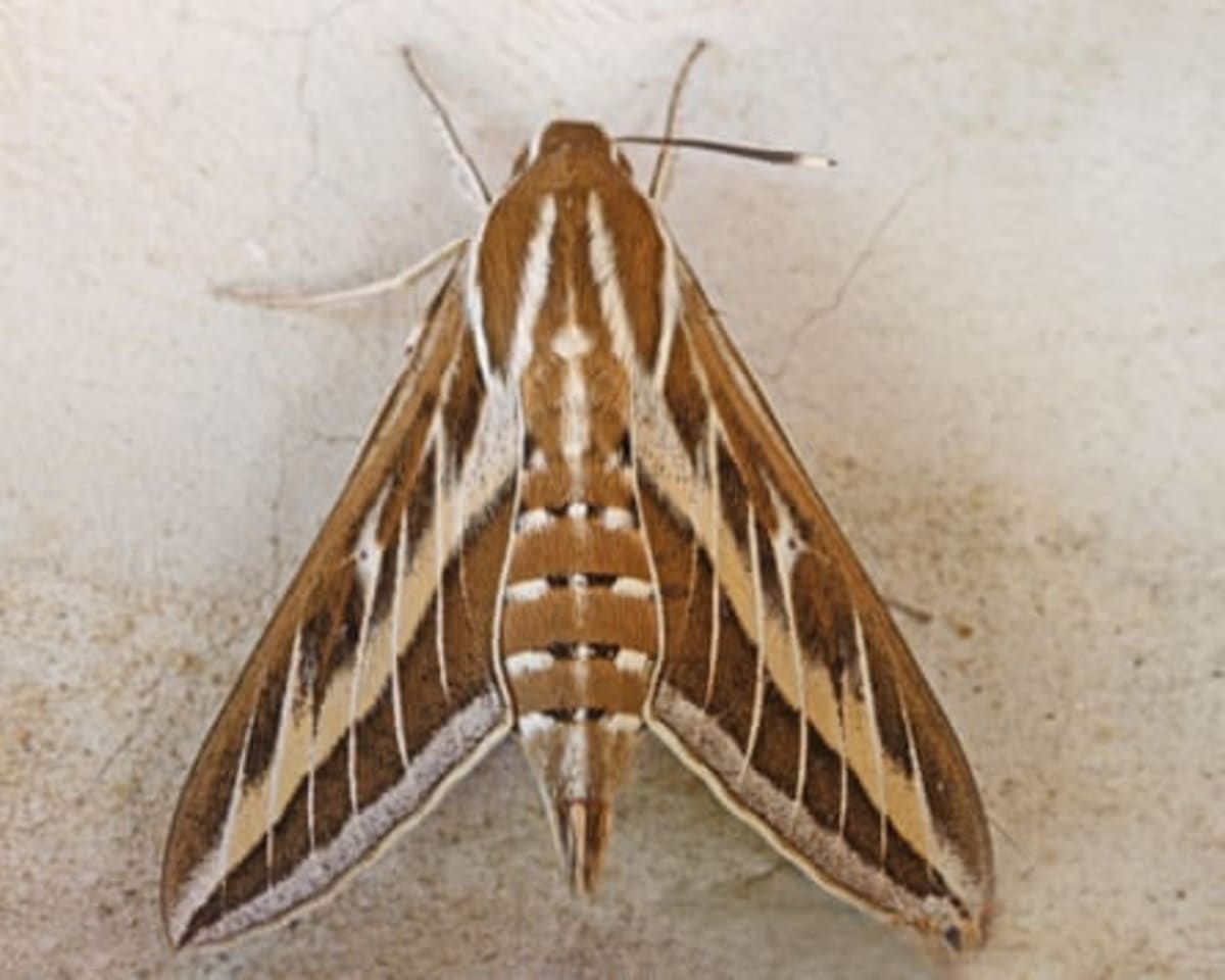 Millions of Painted Lady Butterflies Arrive in Britain - Image 5