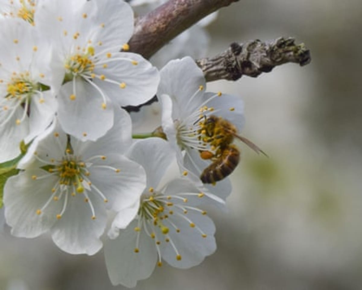England's Spring Blooms Stun After Perfect Weather Mix - Image 5