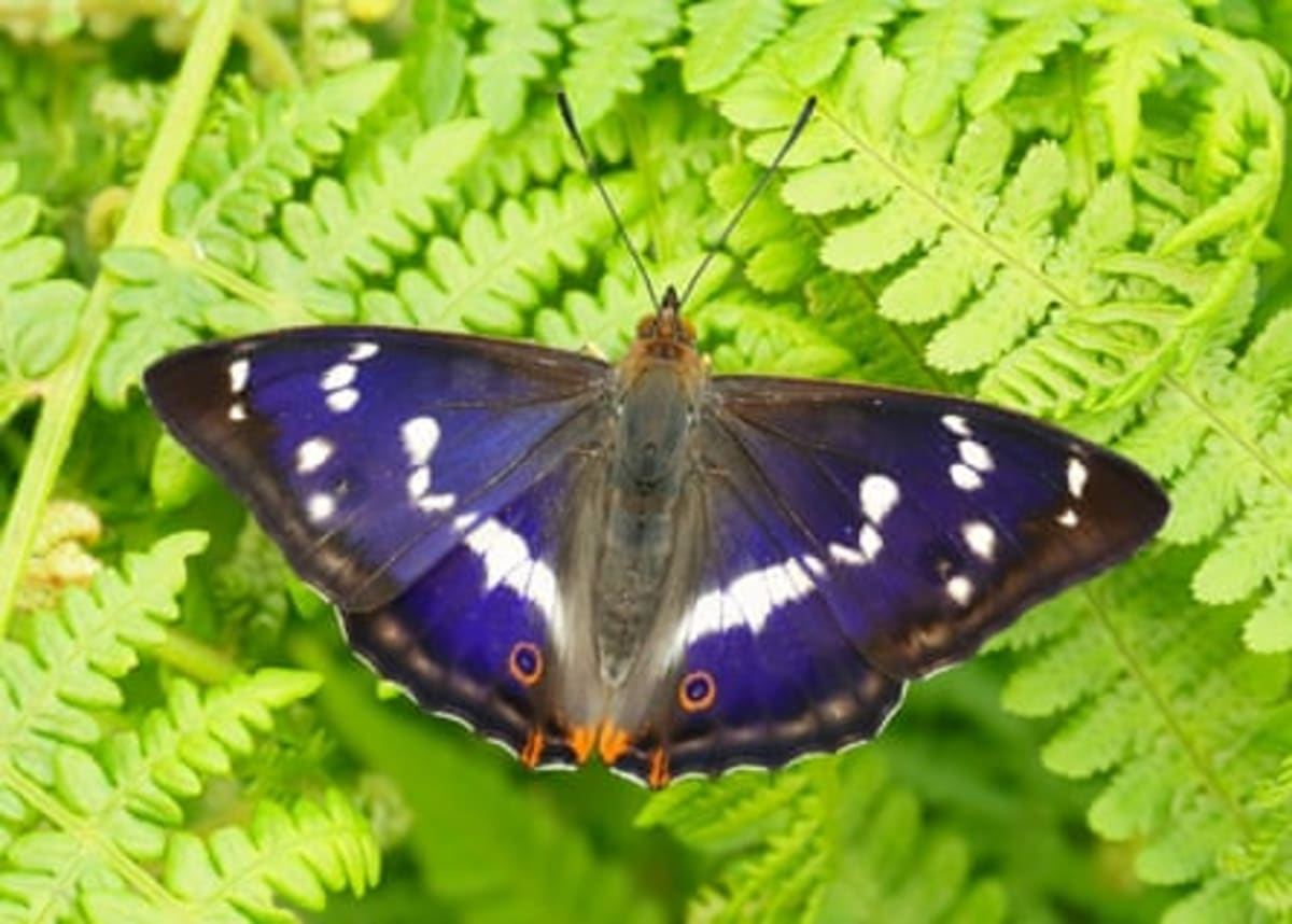 Britain Votes for Favorite Butterfly in First-Ever Poll - Image 4