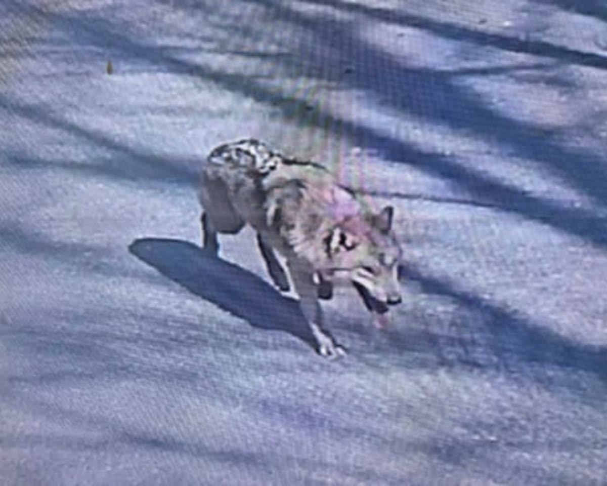 Escaped Wolf Neukgu Captured Safely After 9-Day Hunt - Image 3