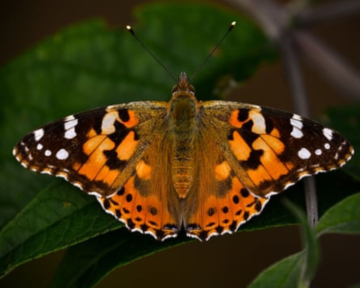 Millions of Painted Lady Butterflies Arrive in Britain - Image 4