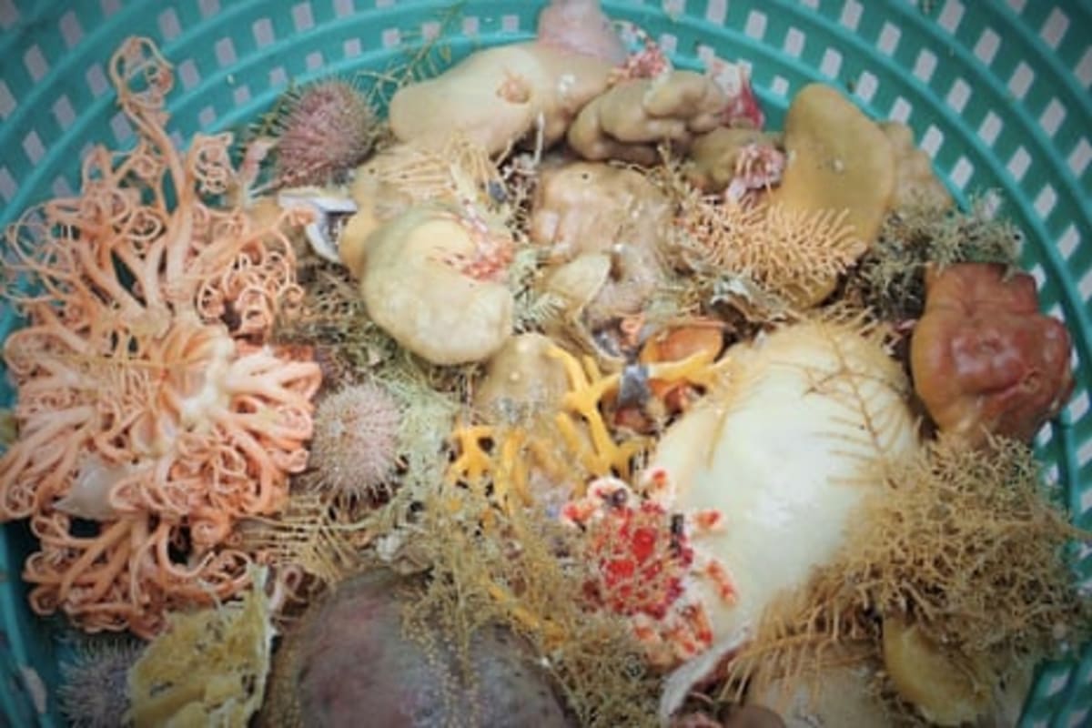 Scientists Discover 9 New Sponge Species Off Alaska Coast - Image 3