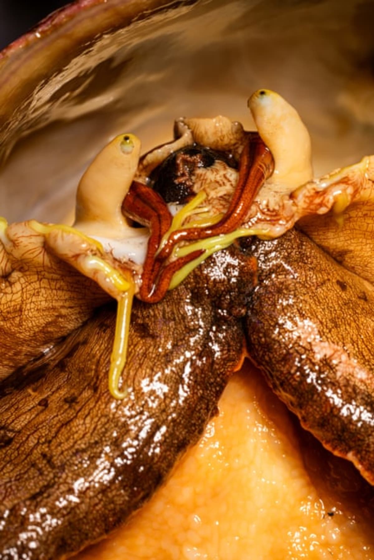 California Lab Releases 20,000 Endangered Sea Snails - Image 3