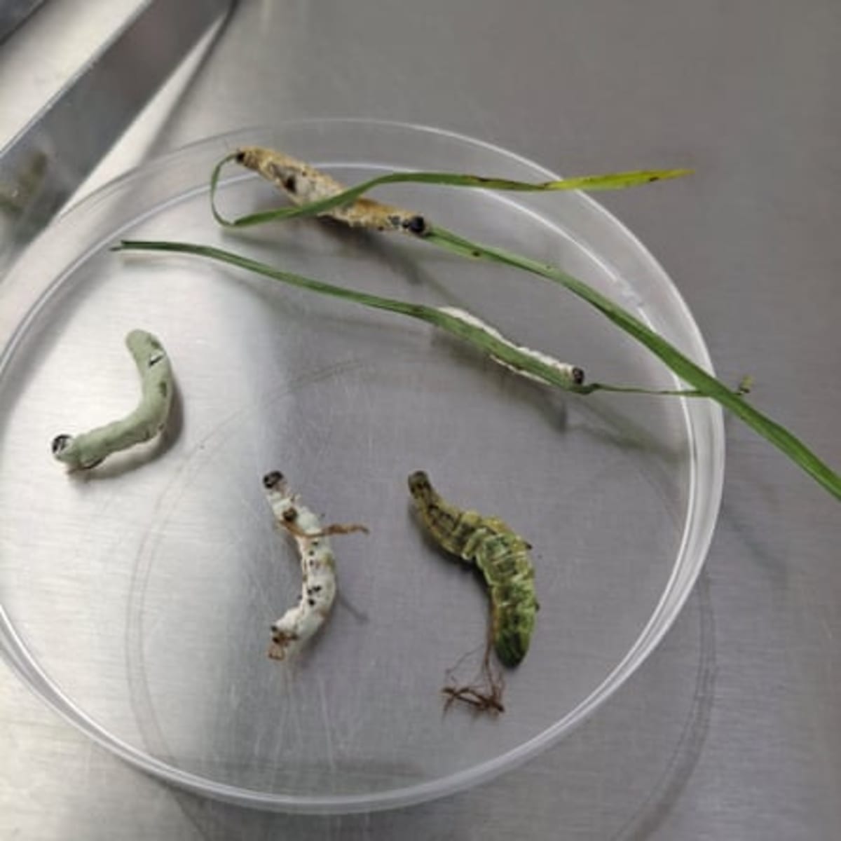 Soil Fungus Could End African Armyworm Crop Devastation - Image 5