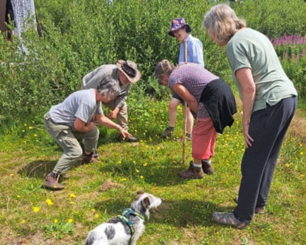 Wales Volunteers Find Beetle with Poo Umbrella Defense - Image 4