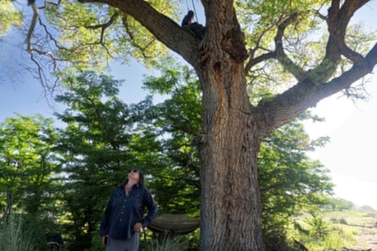 Arizona Tree-Sitters Save 200-Year-Old Cottonwood Grove - Image 5