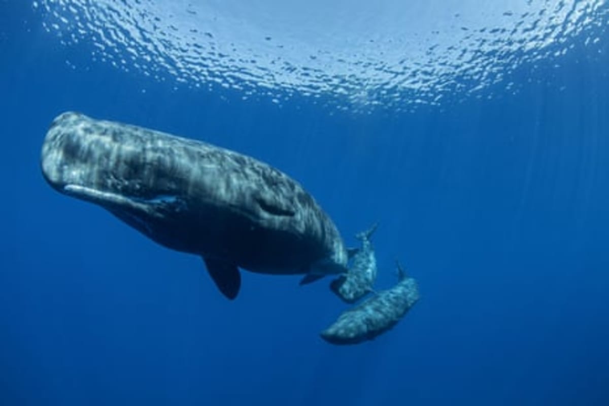Sperm Whales Use Vowels Like Humans, Scientists Discover - Image 3