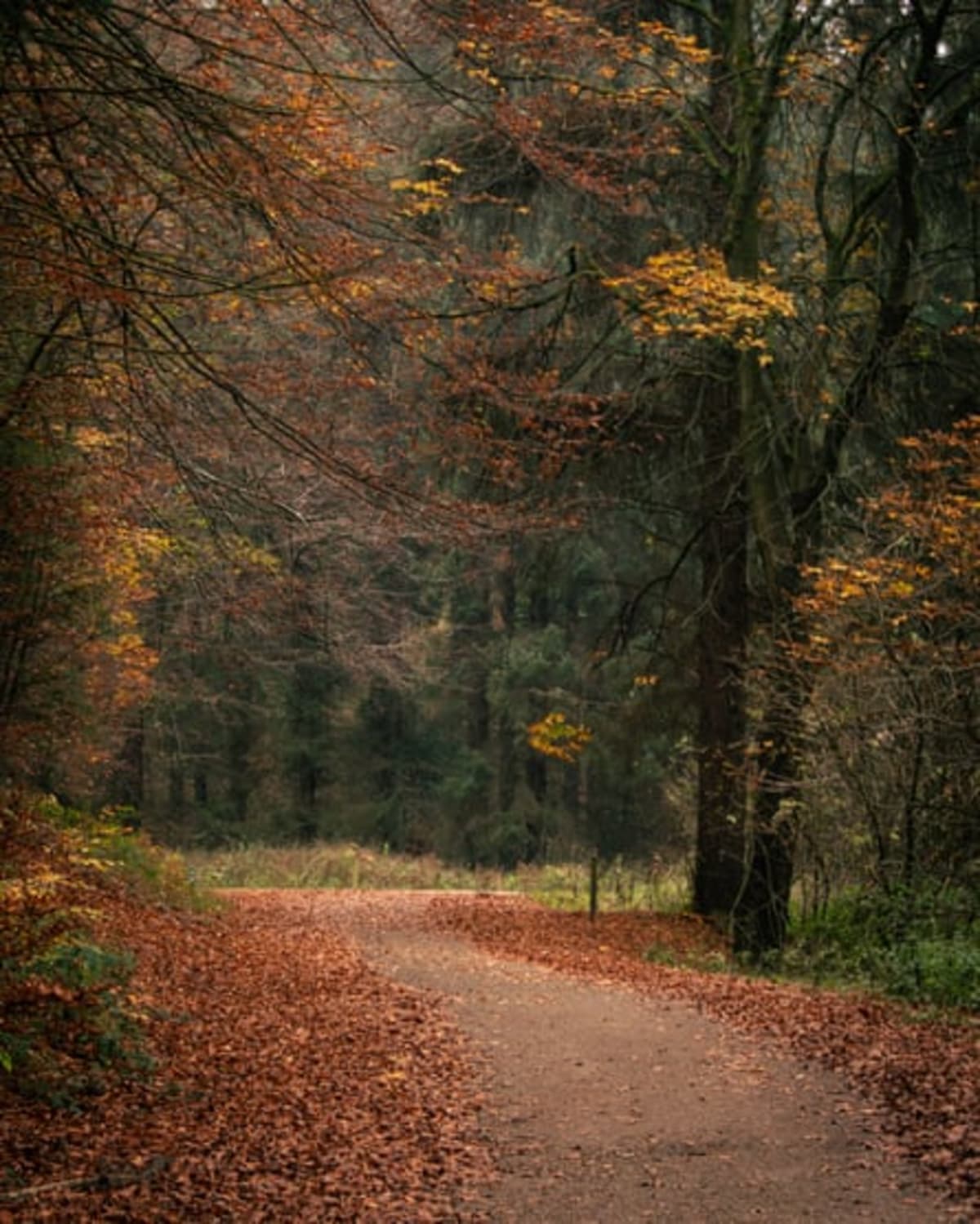 England Invites Citizens to Track Autumn's Colorful Arrival - Image 4