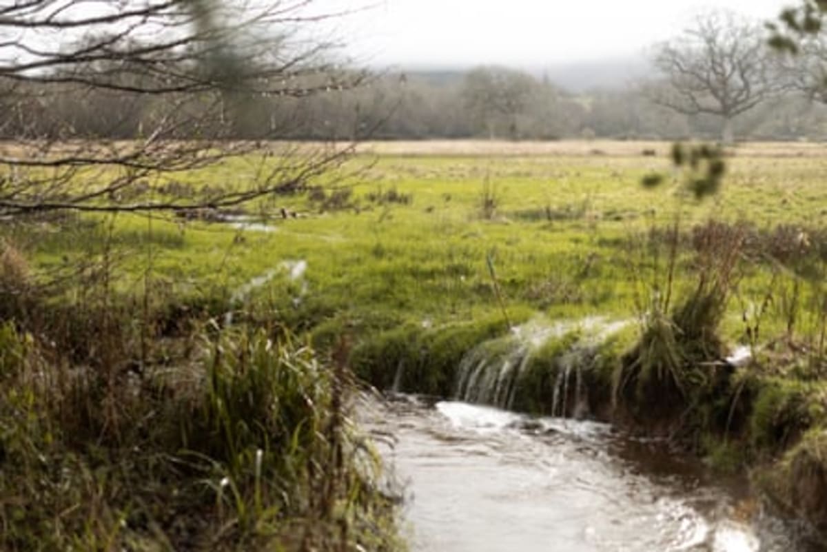 Rare Heron Spotted Where England's River Runs Wild Again - Image 4