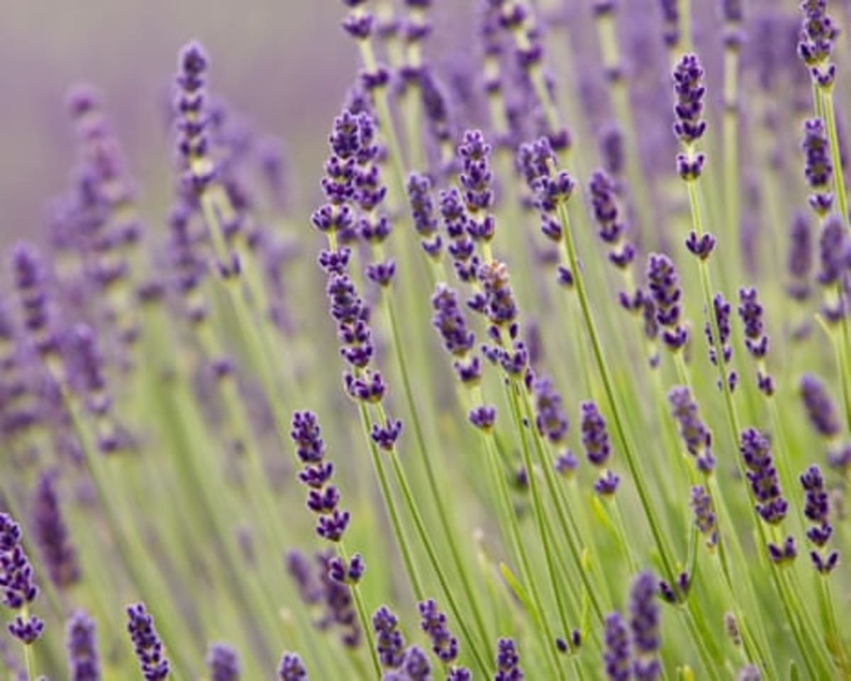 British Gardeners Choose Purple as Their Favorite Color - Image 3