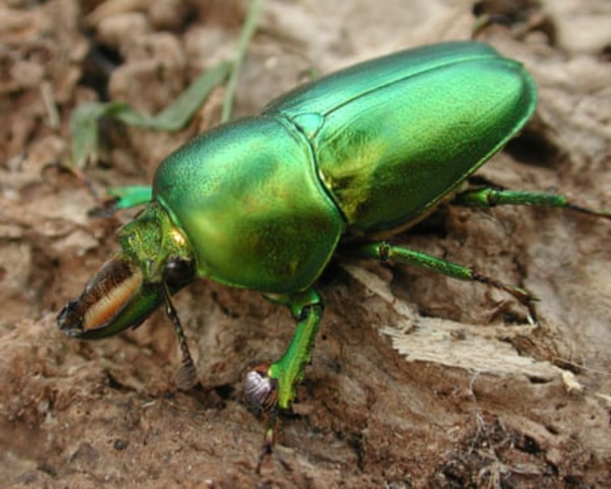 Island Removes Rats, 60% More Insects Return in 5 Years - Image 3
