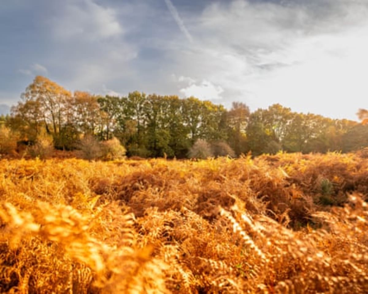 England Invites Citizens to Track Autumn's Colorful Arrival - Image 3