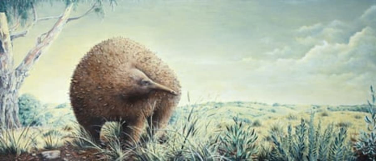 Giant Echidnas Roamed Victoria: 120-Year Mystery Solved - Image 3