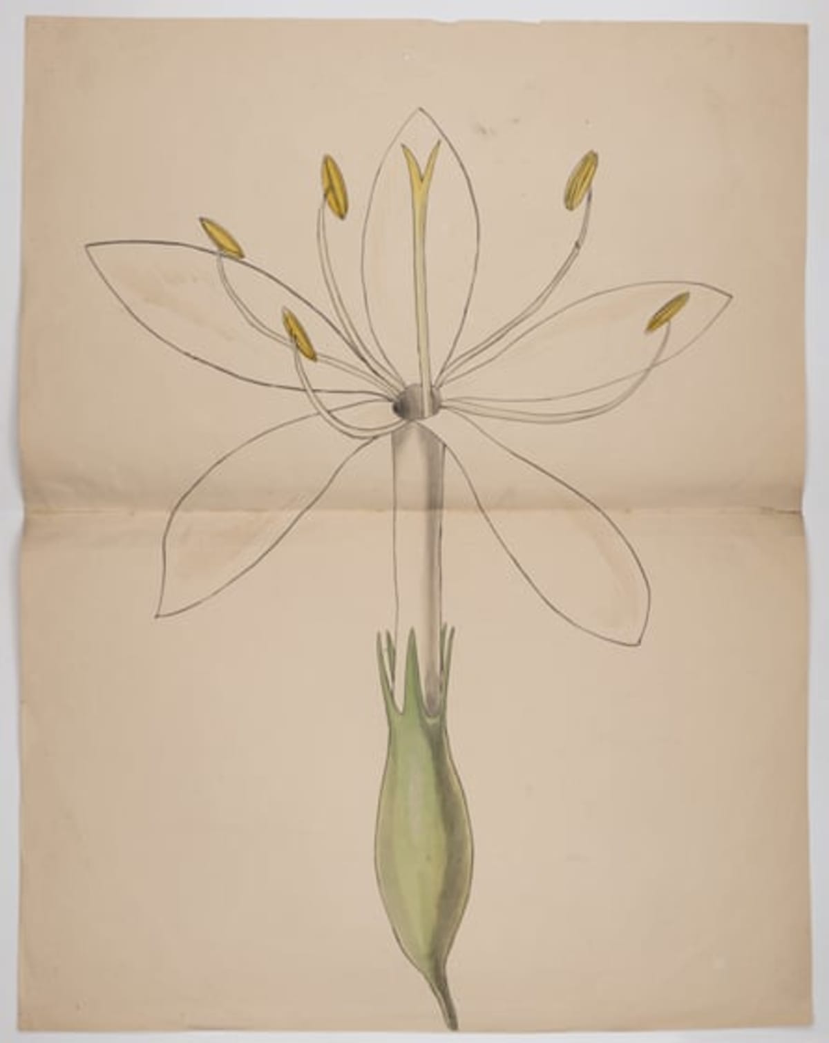 Cambridge Revives Darwin's 200-Year-Old Botany Course - Image 5