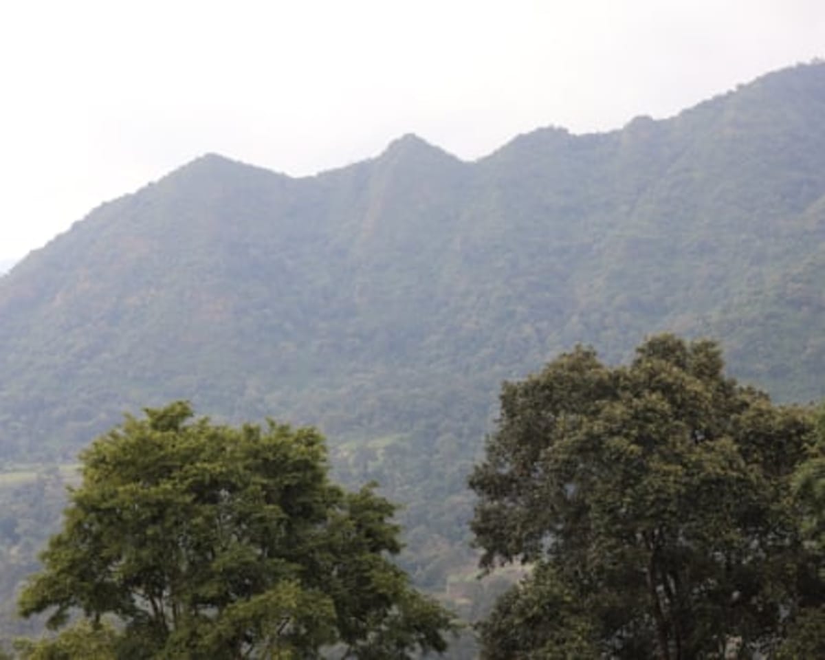Ethiopia Plants 48 Billion Trees to Fight Climate Change - Image 5