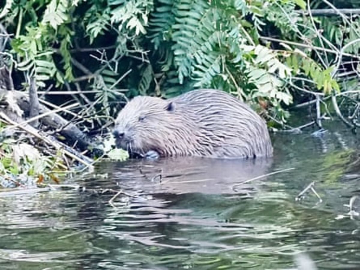 Beavers Build 35-Meter Dam, Transform Dorset Wildlife - Image 5