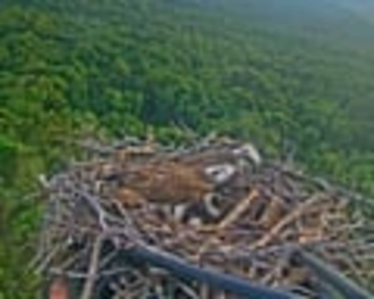 Ospreys Pick 160-Foot Crane as Home for 15 Straight Years - Image 3