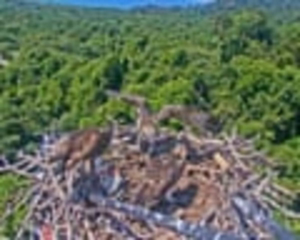 Ospreys Pick 160-Foot Crane as Home for 15 Straight Years - Image 4