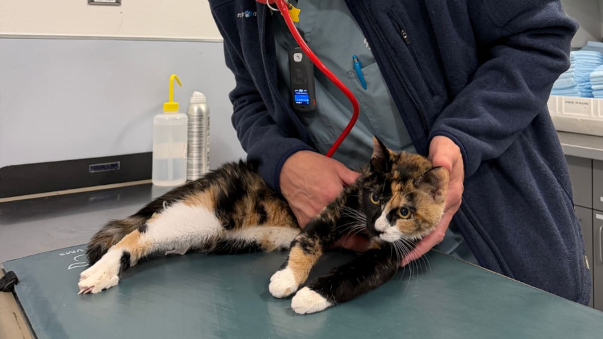 Orange and white cat Mazy recovering at MSPCA-Angell Animal Medical Center after surviving fall