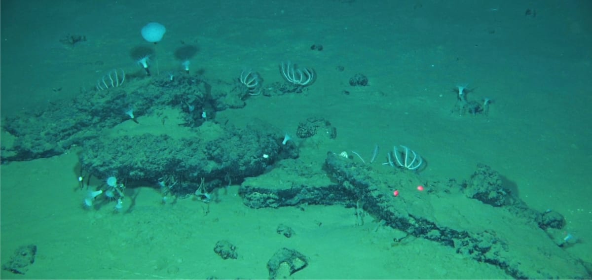 Scientists Find 485 Whale Skeletons in Deep-Sea Graveyard - Image 3