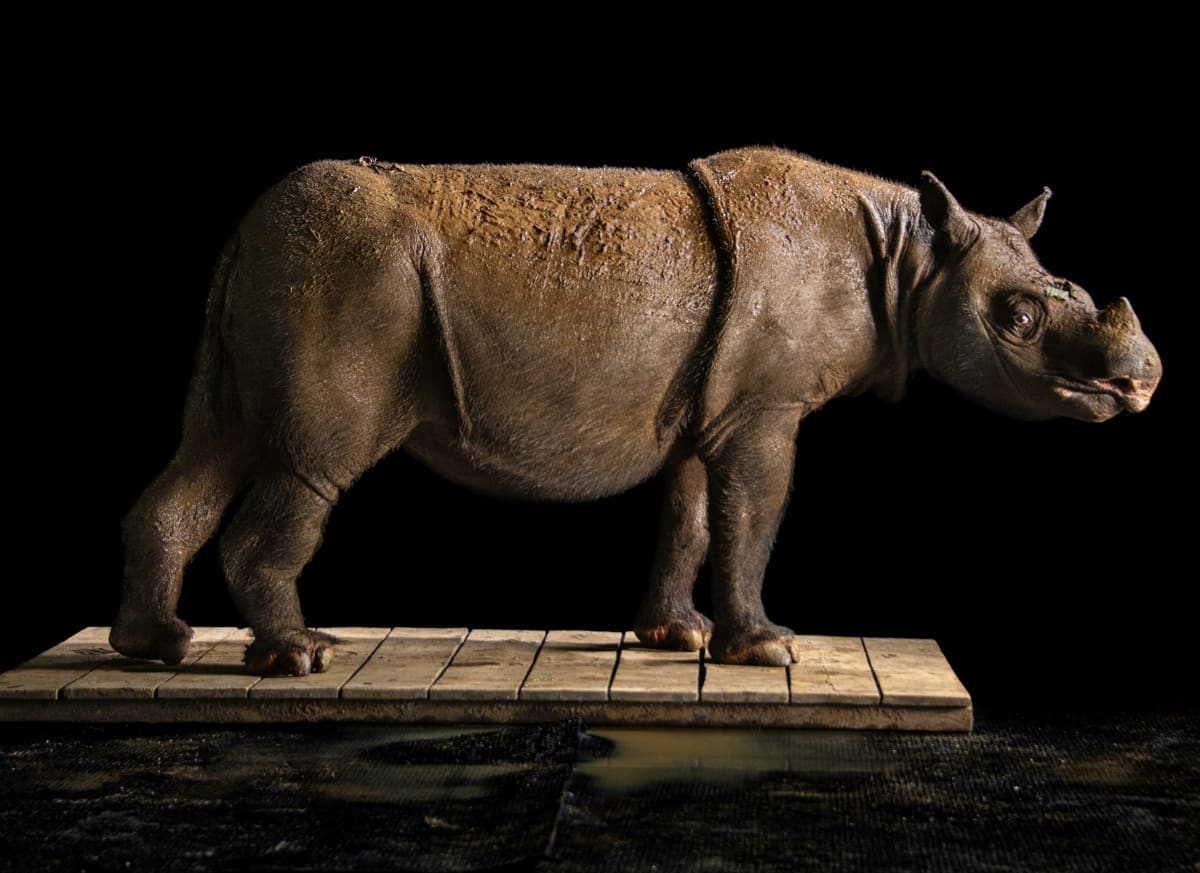 Photographer Captures 18,000 Species to Save Them from Extinction - Image 5