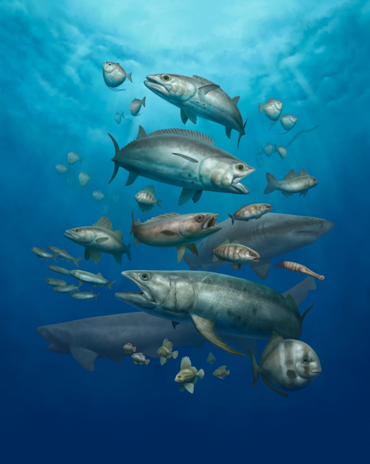 Egypt Fish Fossils Show Ocean Recovery After Dinosaurs - Image 2