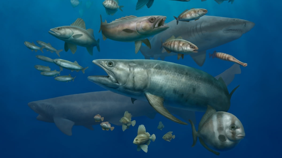 Egypt Fish Fossils Show Ocean Recovery After Dinosaurs