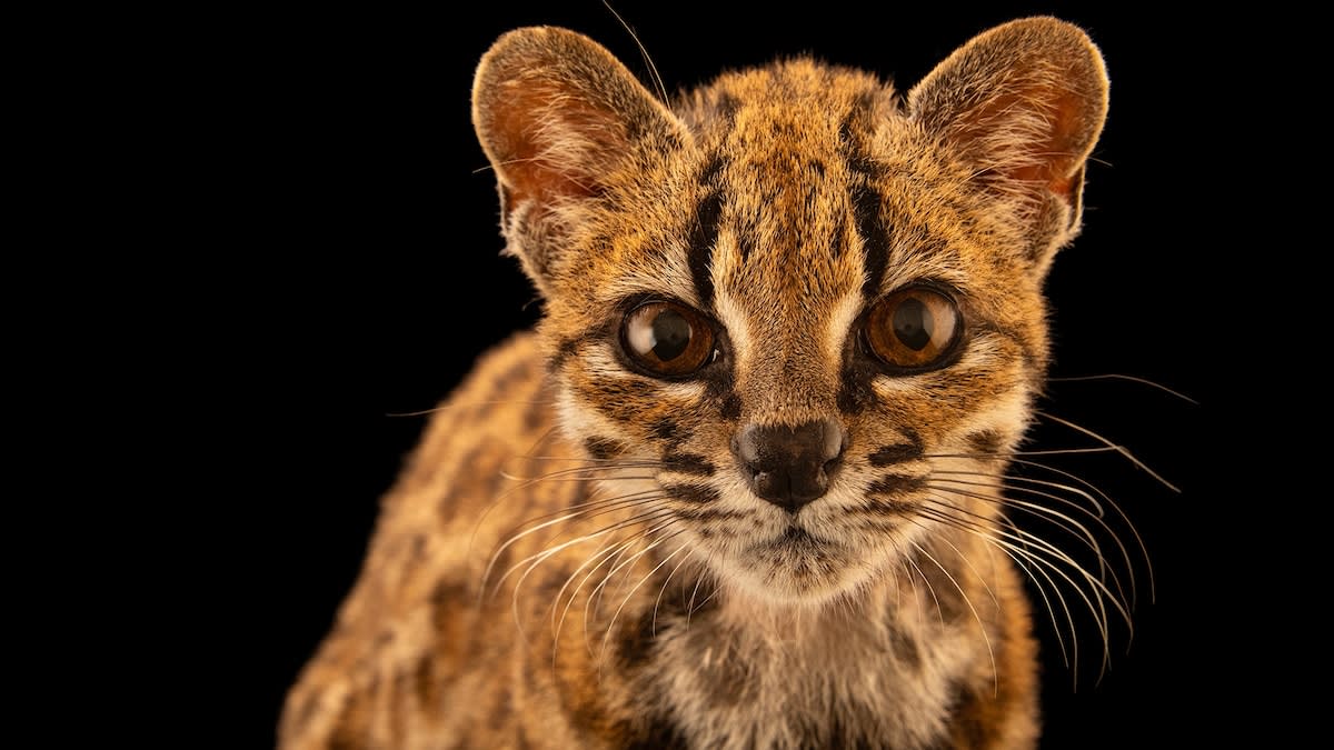Bolivia Discovers First New Wild Cat Species in 100 Years