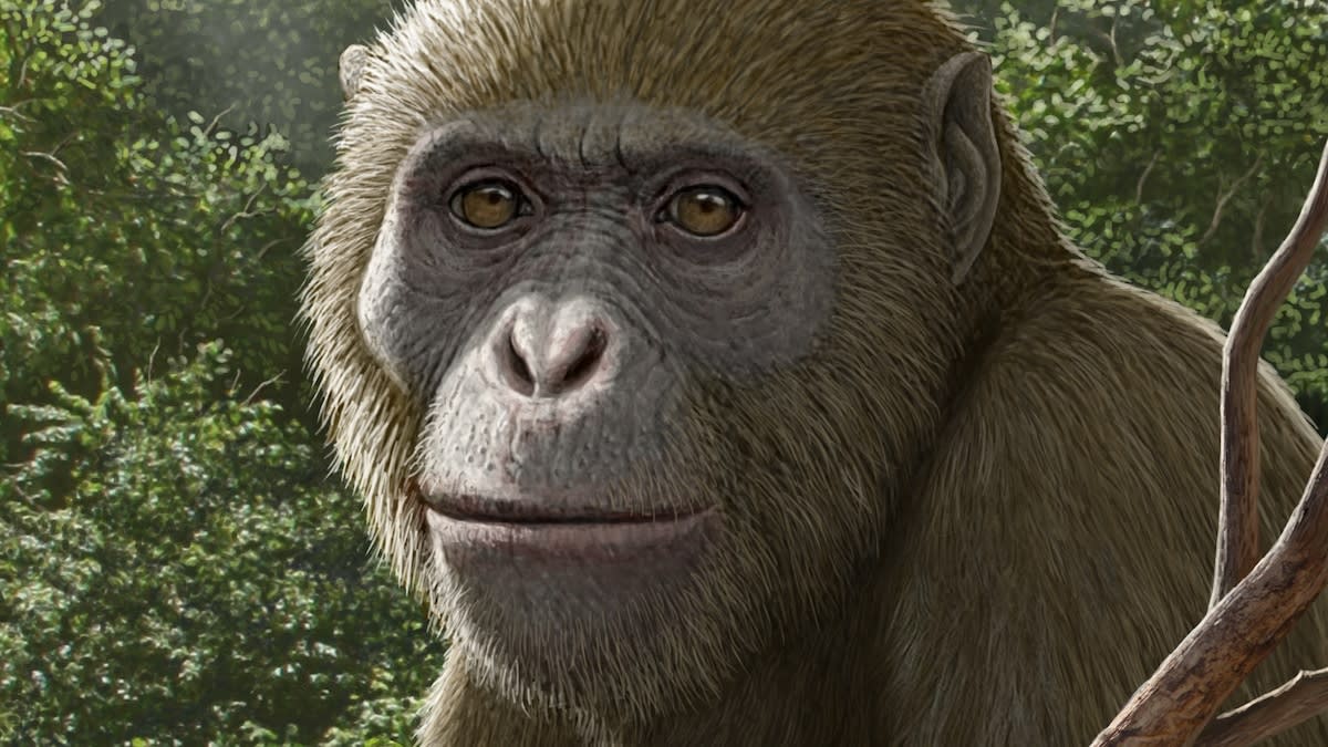 Egypt Fossil Discovery Rewrites Ape Evolution Story