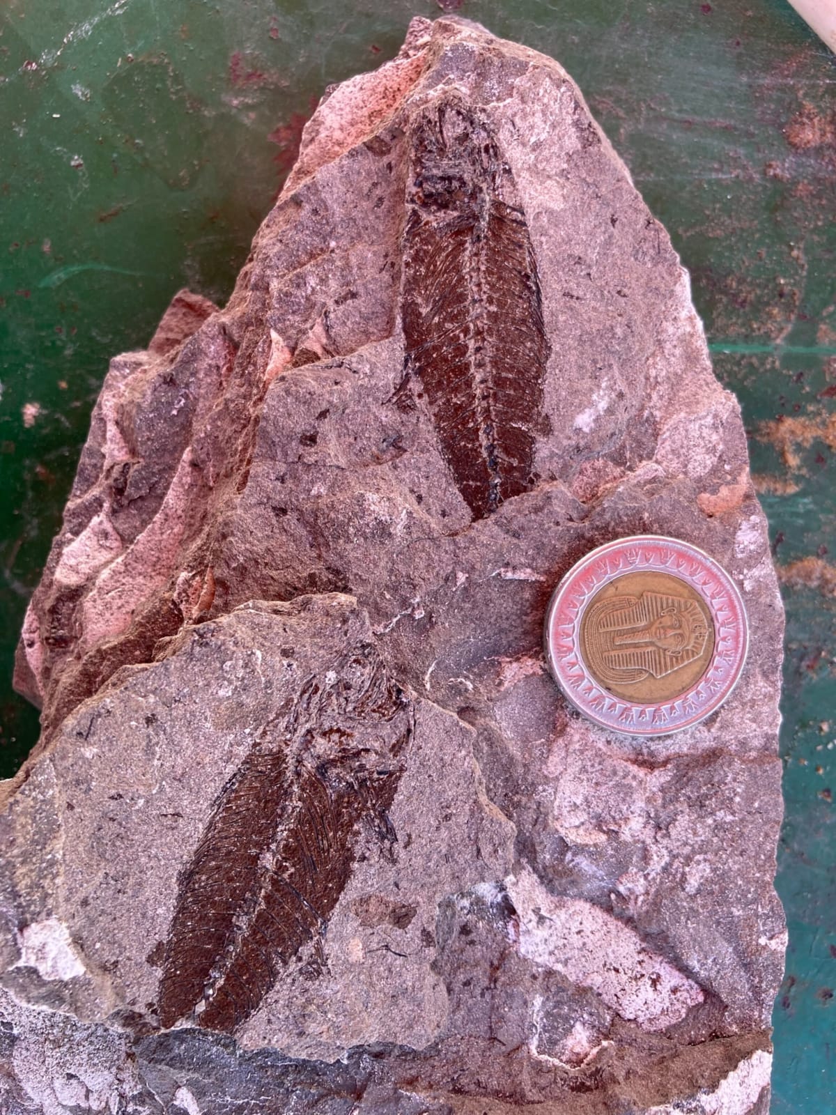 Egypt Fish Fossils Show Ocean Recovery After Dinosaurs - Image 5