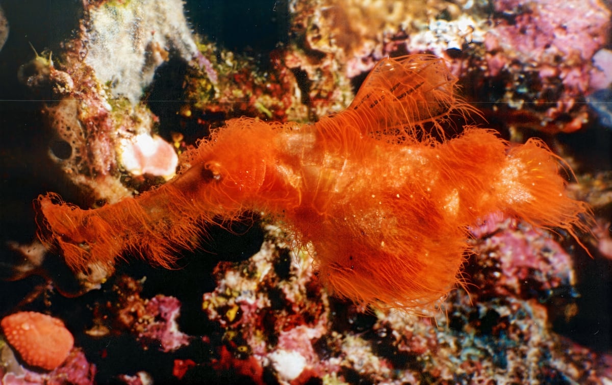 Scientists Find Golf Tee-Sized Fish Named After Snuffleupagus - Image 2