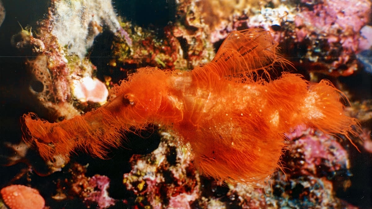 Tiny orange-brown Snuffleupagus ghost pipefish covered in fuzzy filaments floating near coral reef