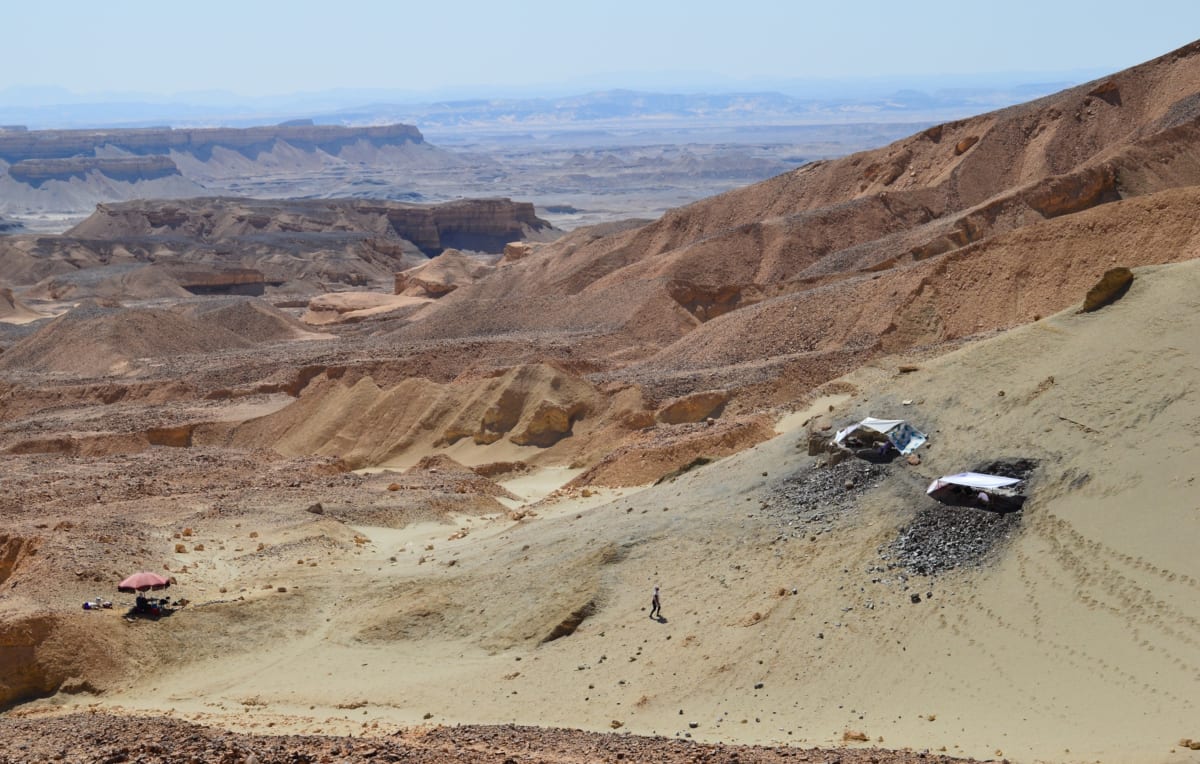 Egypt Fish Fossils Show Ocean Recovery After Dinosaurs - Image 3