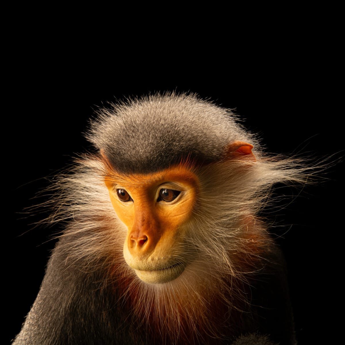 Photographer Captures 18,000 Species to Save Them from Extinction - Image 4
