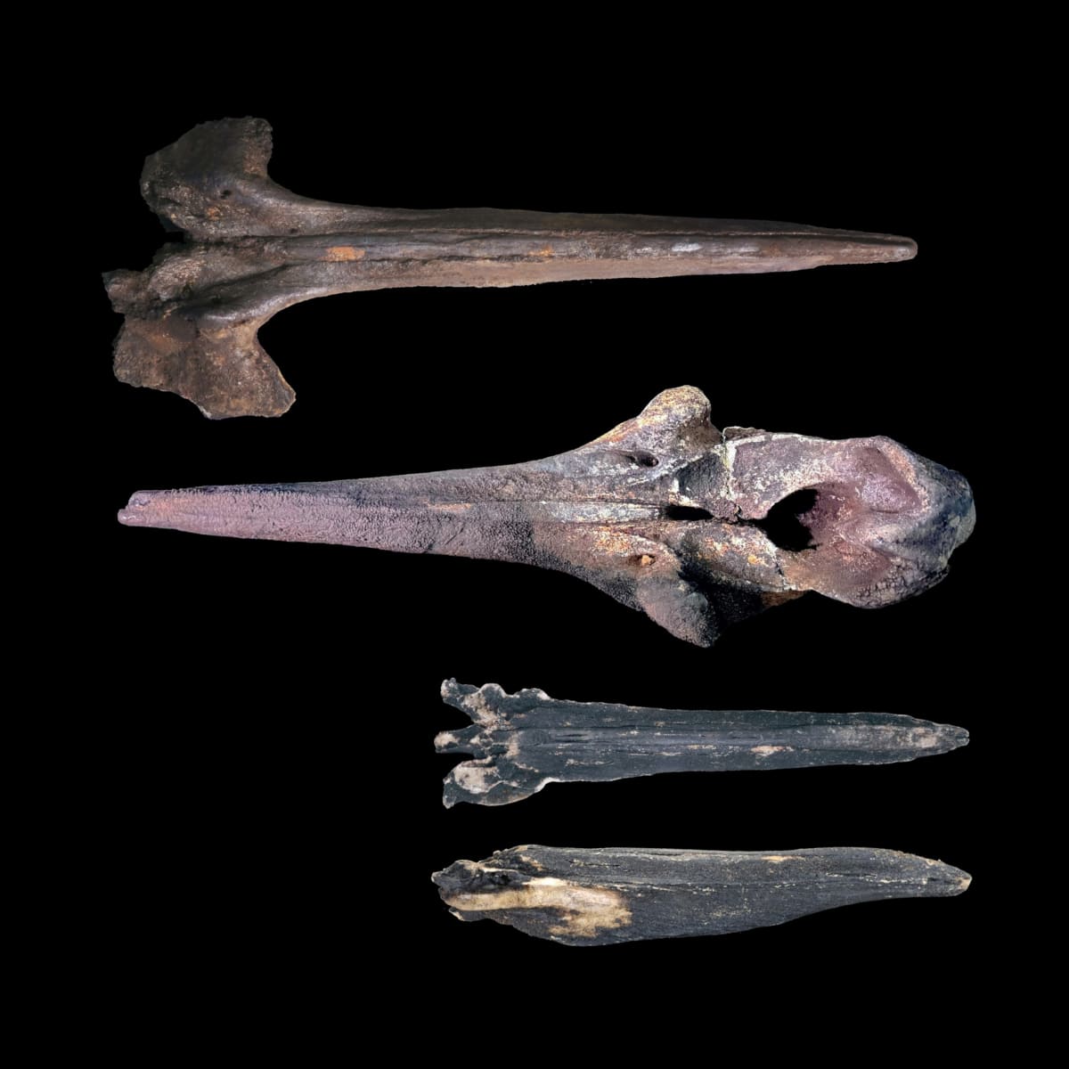 Scientists Find 485 Whale Skeletons in Deep-Sea Graveyard - Image 2