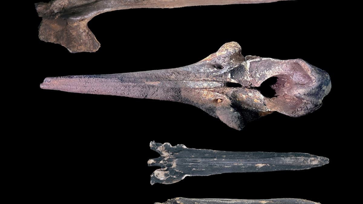 Scientists Find 485 Whale Skeletons in Deep-Sea Graveyard