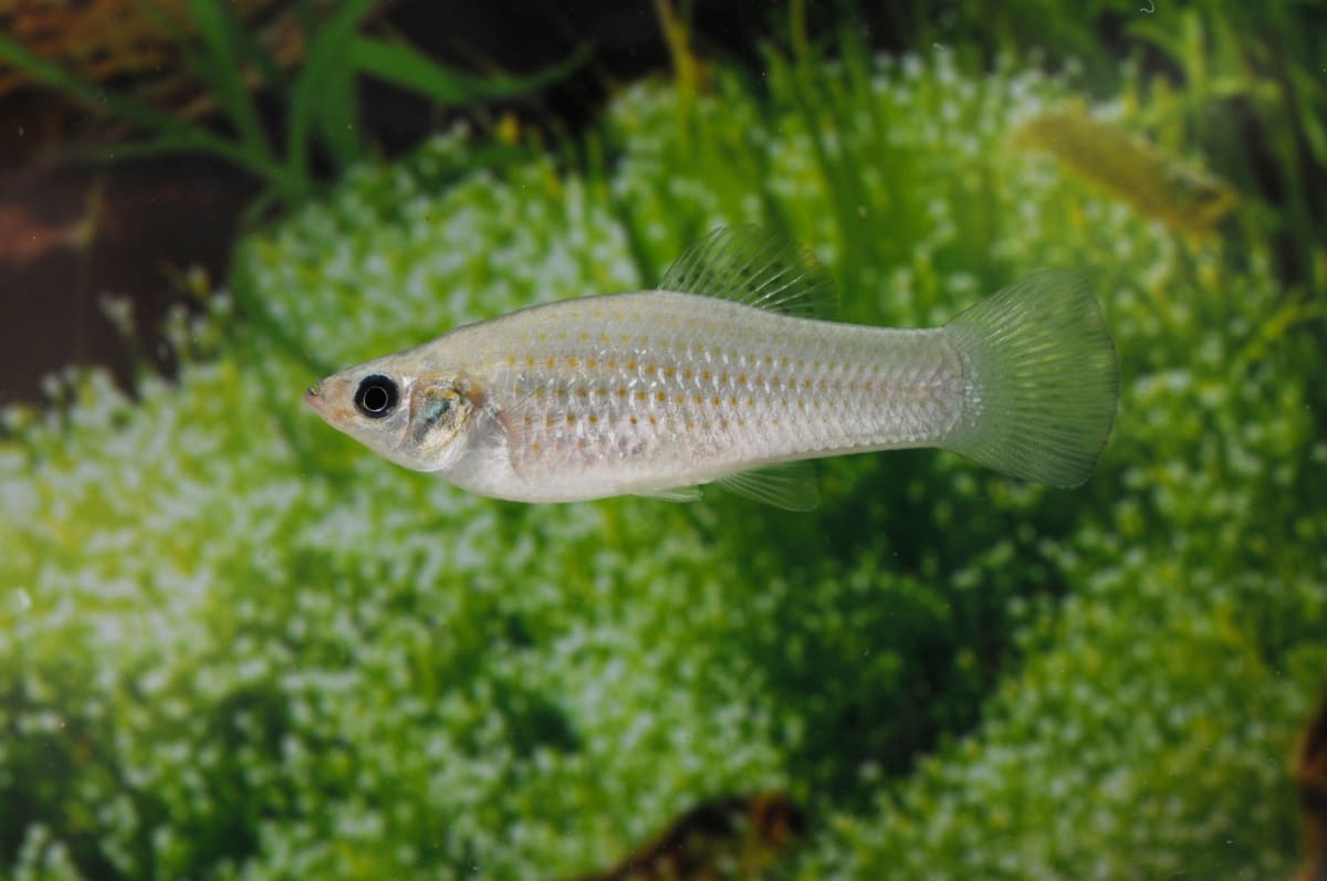 This All-Female Fish Cloned Itself for 100,000 Years - Image 2
