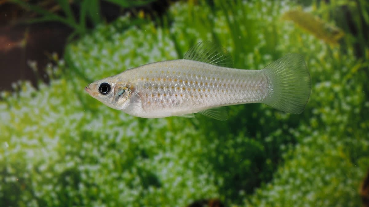 Small silver Amazon molly fish swimming in freshwater, an all-female species that reproduces through cloning