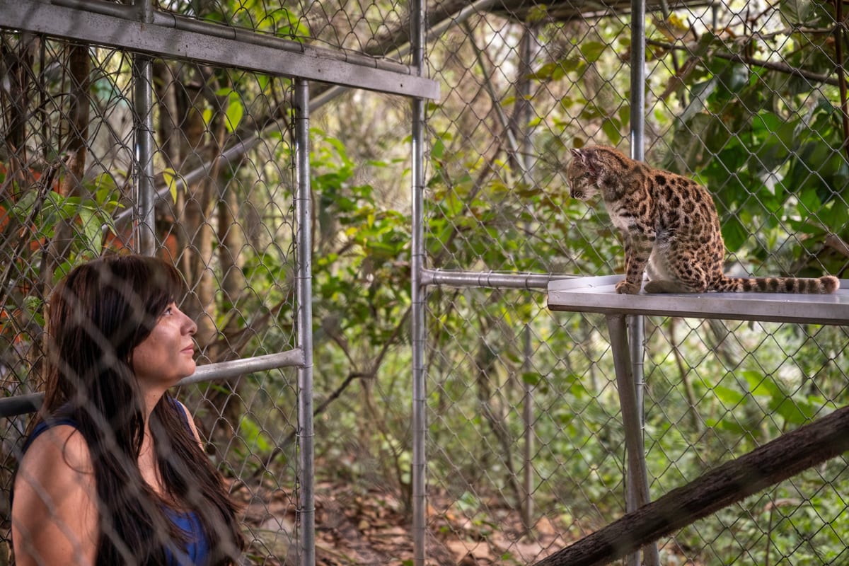 Bolivia Discovers First New Wild Cat Species in 100 Years - Image 2