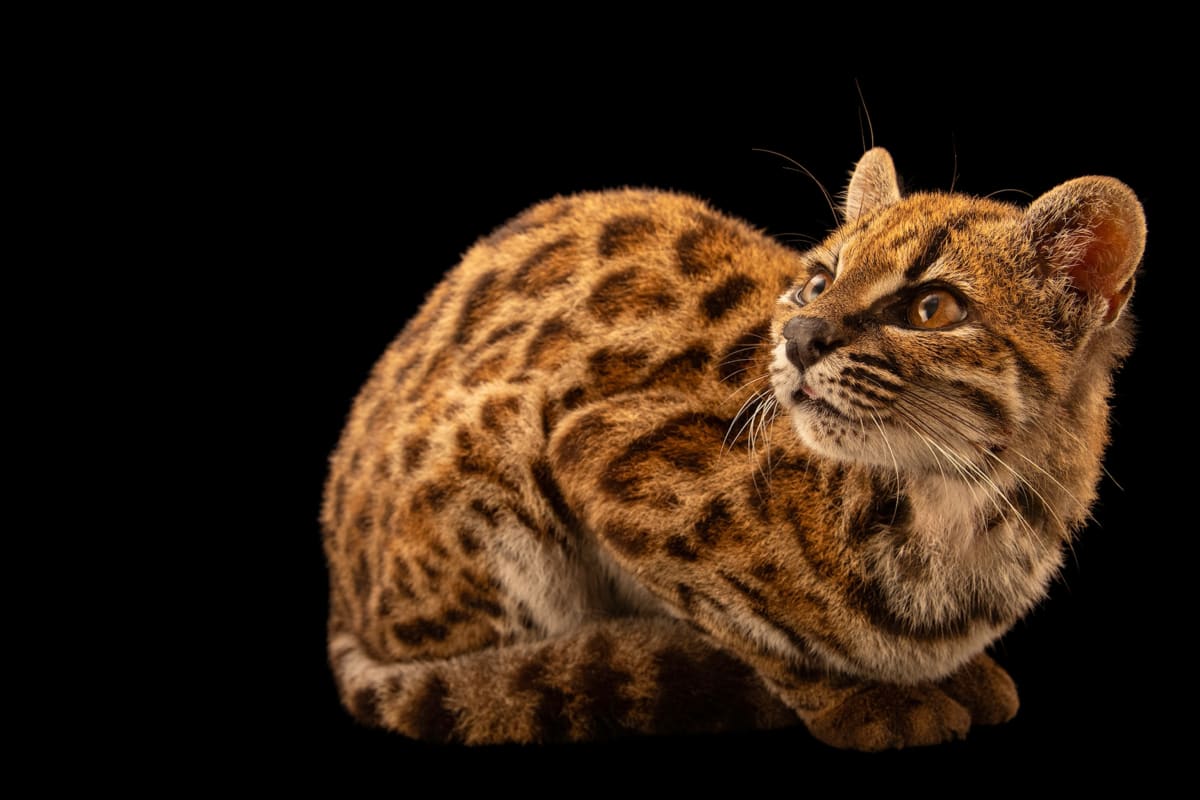 Bolivia Discovers First New Wild Cat Species in 100 Years - Image 3