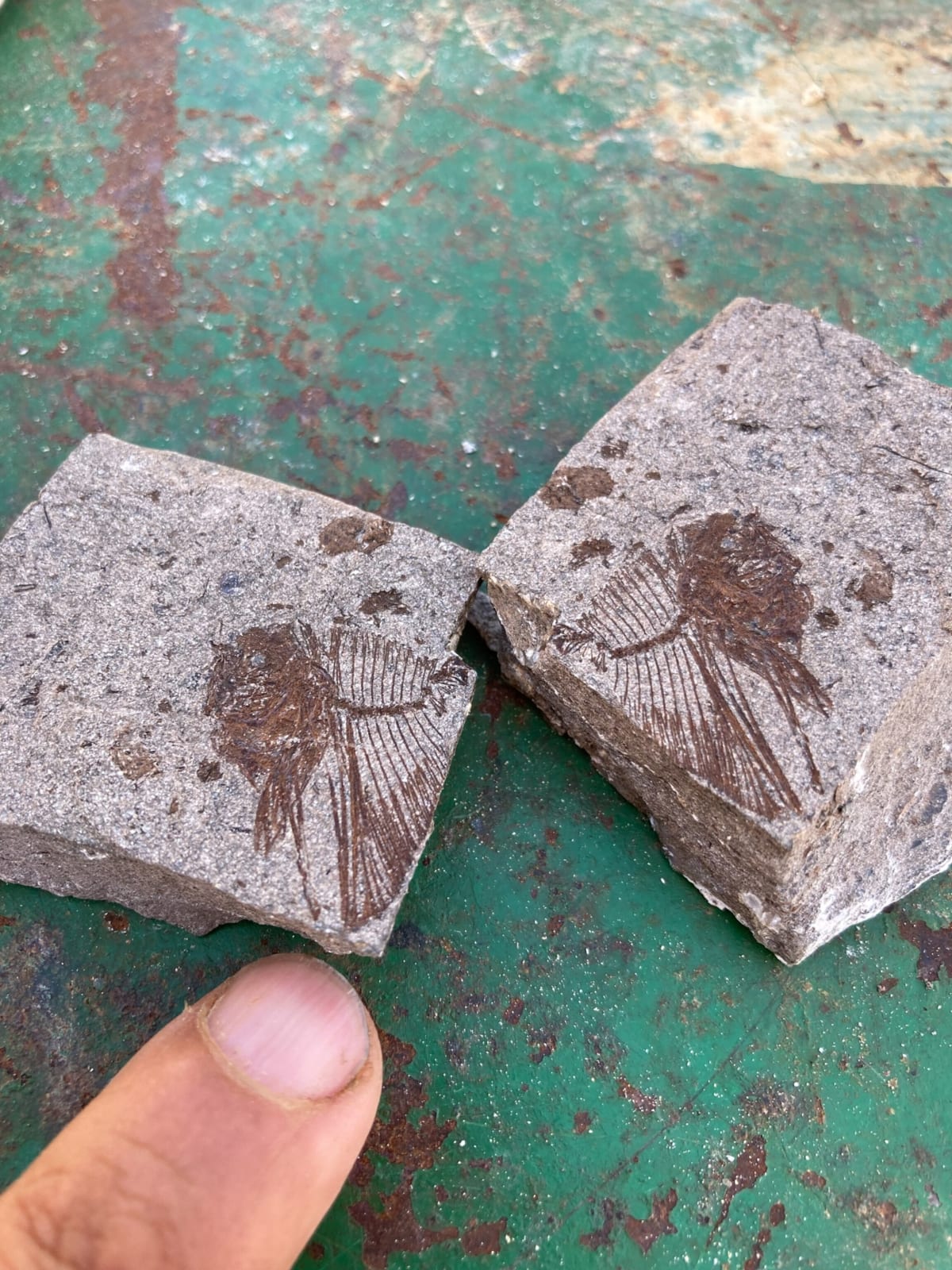 Egypt Fish Fossils Show Ocean Recovery After Dinosaurs - Image 4