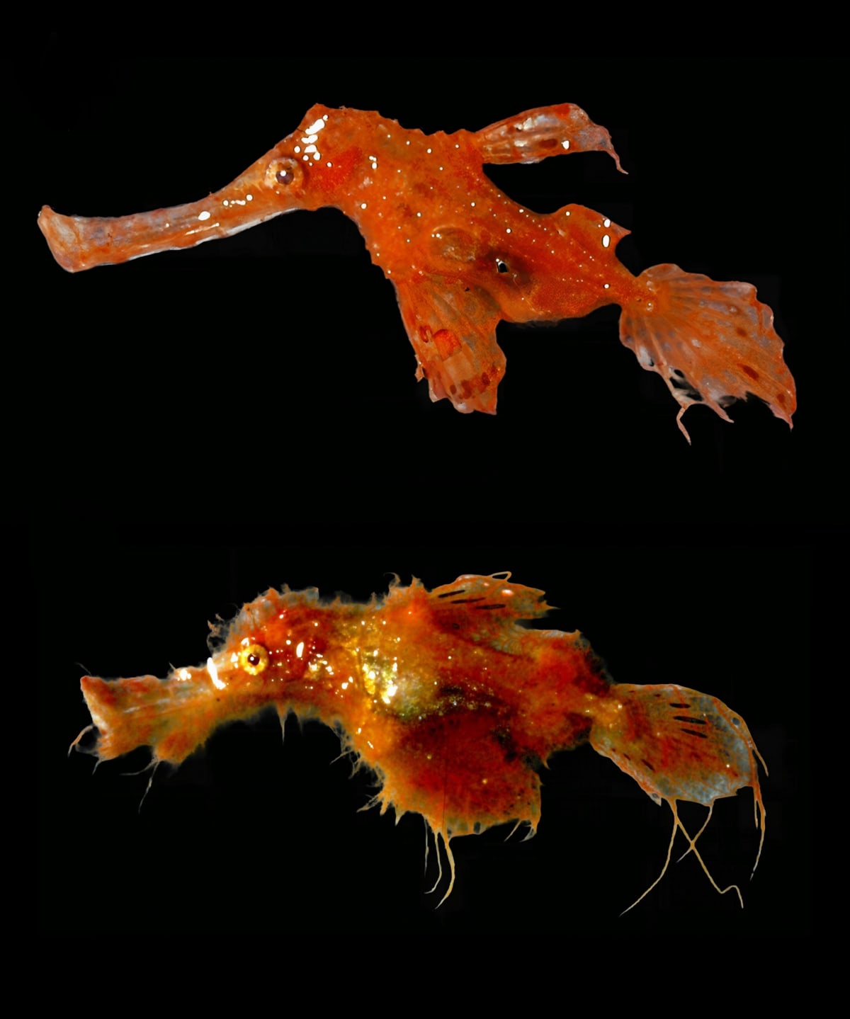 Scientists Find Golf Tee-Sized Fish Named After Snuffleupagus - Image 4