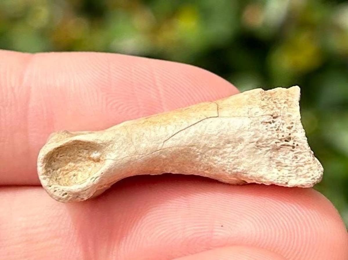 Gobi Desert Fossil Shows Tiny Dinosaur-Era Species