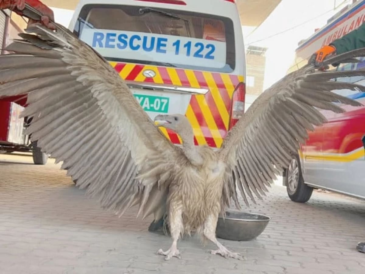 16kg Vulture Saved from Heat and Dogs in Pakistan