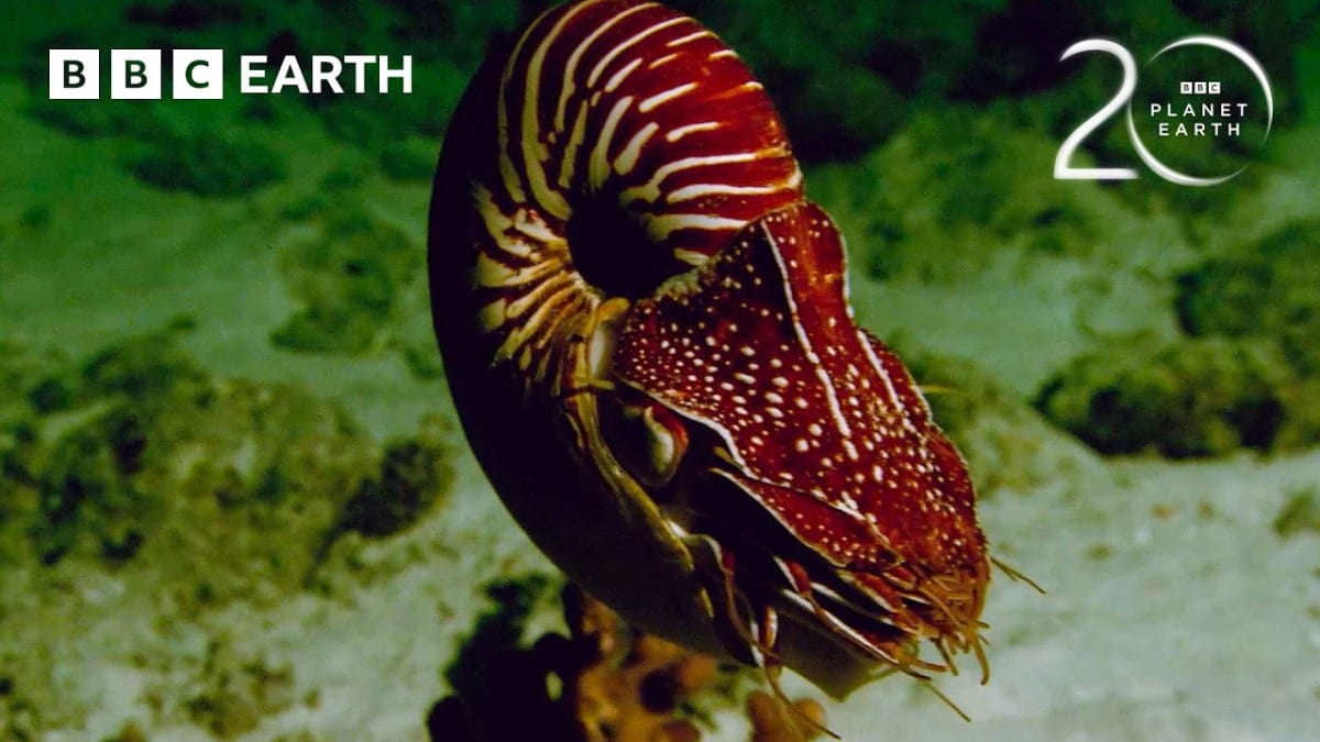 Chambered nautilus with spiral shell swimming in deep ocean waters near coral reef